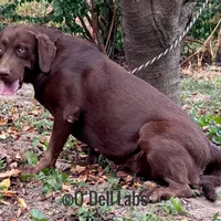 Bluey, a female Labrador Retriever for sale in Sullivan, MO – Photo 7 of 8