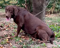 Bluey, a female Labrador Retriever for sale in Sullivan, MO – Photo 7 of 8