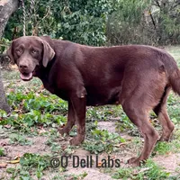 Bluey, a female Labrador Retriever for sale in Sullivan, MO – Photo 8 of 8