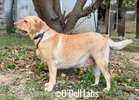 Elcie, a female Labrador Retriever for sale in Sullivan, MO – 6 of 7