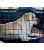 Scooter, a male Labrador Retriever for sale in Sullivan, MO – Photo 3 of 5