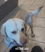 Scooter, a male Labrador Retriever for sale in Sullivan, MO – Photo 2 of 5