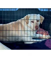 Scooter, a male Labrador Retriever for sale in Sullivan, MO – Photo 4 of 5