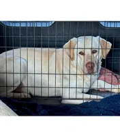 Scooter, a male Labrador Retriever for sale in Sullivan, MO – Photo 5 of 5