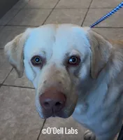 Scooter, a male Labrador Retriever for sale in Sullivan, MO – Photo 1 of 5