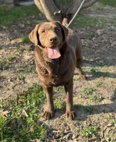 Ladee, a female Labrador Retriever for sale in Sullivan, MO – 4 of 7