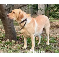 Elcie, a female Labrador Retriever for sale in Sullivan, MO – 3 of 7