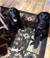 Red collar , a female Labrador Retriever for sale in Raymond, OH – 3 of 5