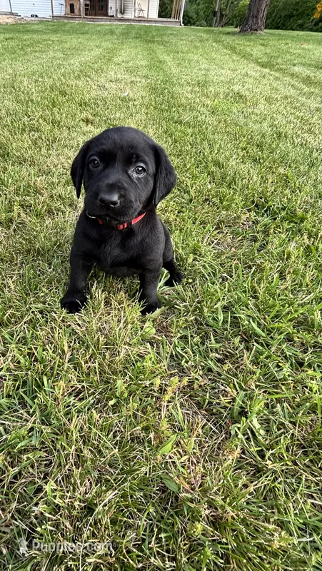 Red collar  – Labrador Retriever puppy for sale in Raymond, OH