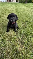 Red collar , a female Labrador Retriever for sale in Raymond, OH – 1 of 5