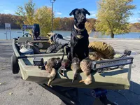 Red collar , a female Labrador Retriever for sale in Raymond, OH – 2 of 5