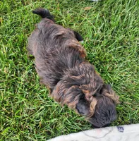 Paisley , a female Yorkshire Terrier and Morkie for sale in Fort Wayne, IN – 3 of 8