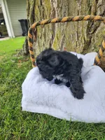 Milo, a male Yorkshire Terrier and Morkie for sale in Fort Wayne, IN – 5 of 8