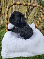 Milo, a male Yorkshire Terrier and Morkie for sale in Fort Wayne, IN – 4 of 8