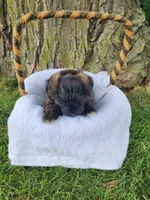 Paisley , a female Yorkshire Terrier and Morkie for sale in Fort Wayne, IN – 5 of 8