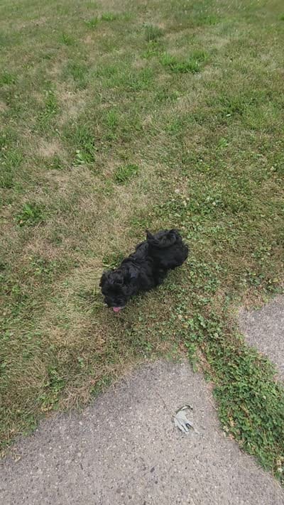 Milo - Morkie , a male Maltese and Yorkshire Terrier for sale in Fort Wayne, IN – 9 of 9