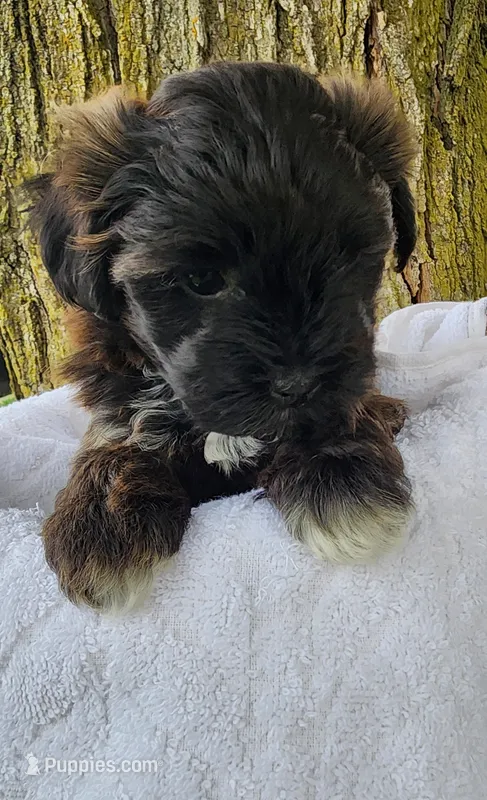 Paisley  – Yorkshire Terrier, Morkie puppy for sale in Fort Wayne, IN