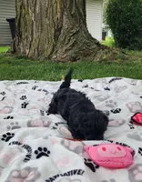 Milo, a male Yorkshire Terrier and Morkie for sale in Fort Wayne, IN – 7 of 8