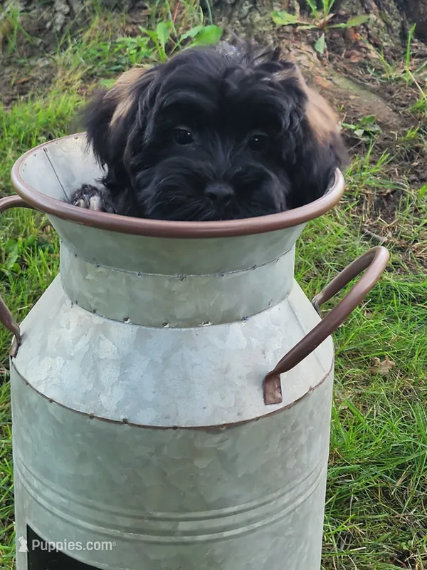 Paisley-Morkie  – Maltese, Yorkshire Terrier puppy for sale in Fort Wayne, IN