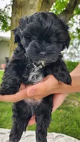 Milo, a male Yorkshire Terrier and Morkie for sale in Fort Wayne, IN – 2 of 8