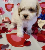 processed/788049e1-b842-40b5-b072-4e0001677a35/listing/5daa9879-8bc2-453f-95f6-3cc8791a7d72/d0a68e27-7d9a-43c7-bb1f-66aa08935646