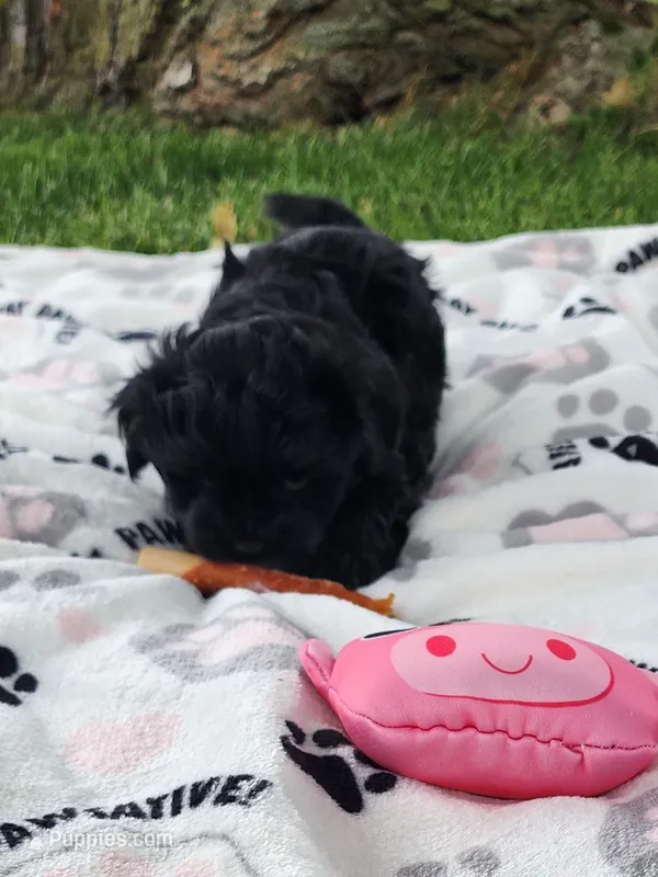Milo – Yorkshire Terrier, Morkie puppy for sale in Fort Wayne, IN