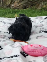 Milo, a male Yorkshire Terrier and Morkie for sale in Fort Wayne, IN – 1 of 8