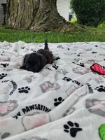 Sadie , a female Yorkshire Terrier and Morkie for sale in Fort Wayne, IN – 6 of 10