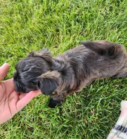 Sadie , a female Yorkshire Terrier and Morkie for sale in Fort Wayne, IN – 4 of 10