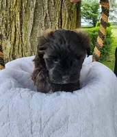 Paisley , a female Yorkshire Terrier and Morkie for sale in Fort Wayne, IN – 6 of 8