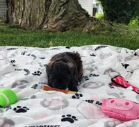Paisley , a female Yorkshire Terrier and Morkie for sale in Fort Wayne, IN – 8 of 8