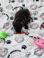 Paisley , a female Yorkshire Terrier and Morkie for sale in Fort Wayne, IN – 7 of 8