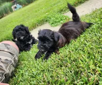 Sadie , a female Yorkshire Terrier and Morkie for sale in Fort Wayne, IN – 9 of 10
