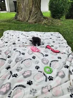 Sadie , a female Yorkshire Terrier and Morkie for sale in Fort Wayne, IN – 8 of 10