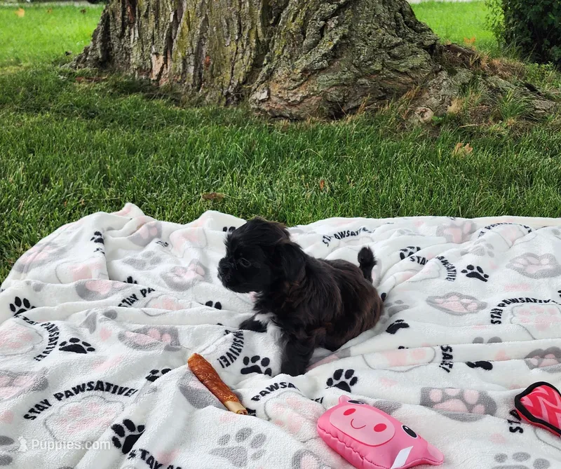 Sadie  – Yorkshire Terrier, Morkie puppy for sale in Fort Wayne, IN