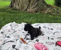 Sadie , a female Yorkshire Terrier and Morkie for sale in Fort Wayne, IN – 1 of 10