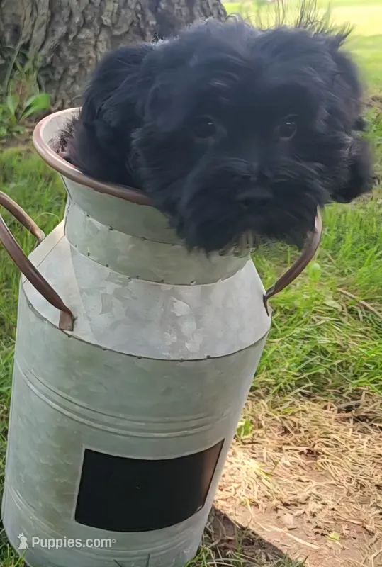 Milo - Morkie  – Maltese, Yorkshire Terrier puppy for sale in Fort Wayne, IN
