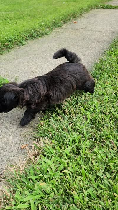 Milo, a male Yorkshire Terrier and Morkie for sale in Fort Wayne, IN – 8 of 8