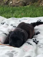 Sadie , a female Yorkshire Terrier and Morkie for sale in Fort Wayne, IN – 3 of 10