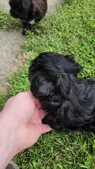 Sadie , a female Yorkshire Terrier and Morkie for sale in Fort Wayne, IN – 10 of 10