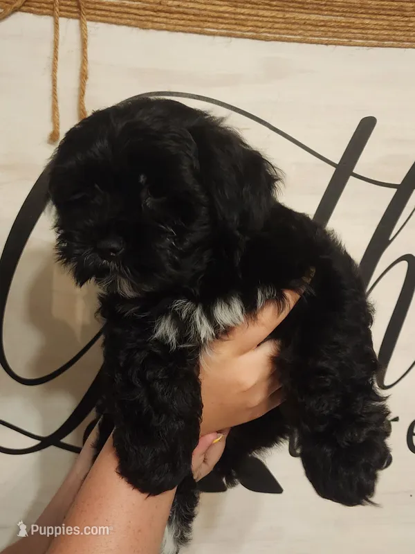 Milo - Morkie  – Maltese, Yorkshire Terrier puppy for sale in Fort Wayne, IN