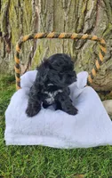 Milo, a male Yorkshire Terrier and Morkie for sale in Fort Wayne, IN – 6 of 8