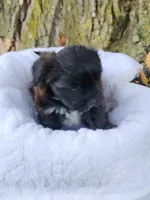 Sadie , a female Yorkshire Terrier and Morkie for sale in Fort Wayne, IN – 2 of 10