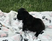 Sadie , a female Yorkshire Terrier and Morkie for sale in Fort Wayne, IN – 7 of 10