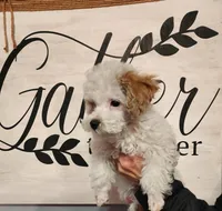 Milo, a male Maltipoo and Maltese for sale in Fort Wayne, IN – Photo 9 of 9