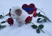 processed/788049e1-b842-40b5-b072-4e0001677a35/listing/f218f3e2-1a48-4f7c-bf12-6f7ec0500d1f/1cf119a6-0a17-457e-87f5-57747809518e