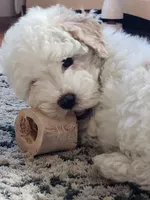 Milo, a male Maltipoo and Maltese for sale in Fort Wayne, IN – Photo 2 of 9