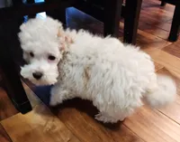 Milo, a male Maltipoo and Maltese for sale in Fort Wayne, IN – Photo 7 of 9