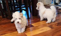 Milo, a male Maltipoo and Maltese for sale in Fort Wayne, IN – Photo 5 of 9