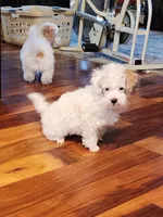 Milo, a male Maltipoo and Maltese for sale in Fort Wayne, IN – Photo 4 of 9
